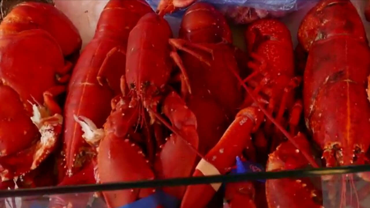Live lobsters_frozen lobsters